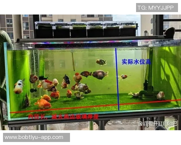 今日趣图：探讨鱼缸中的咸水鱼与淡水鱼共存的可能性与挑战